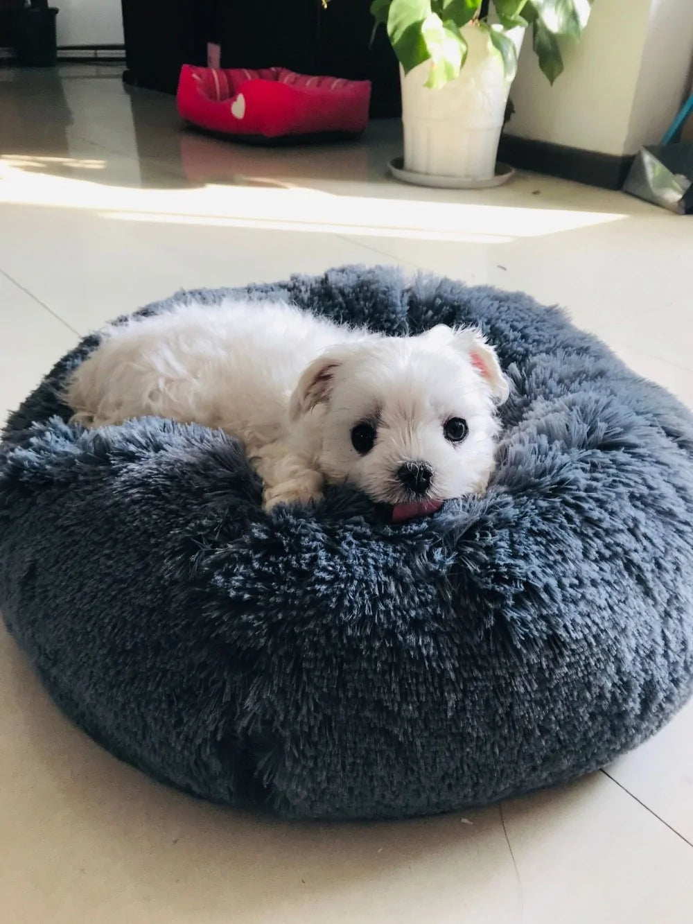 Super Soft Pet Bed